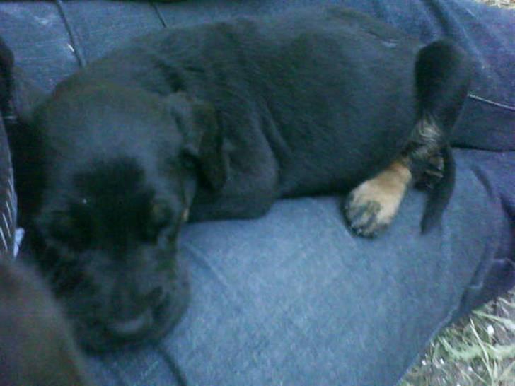 Blanding af racer Balder billede 6