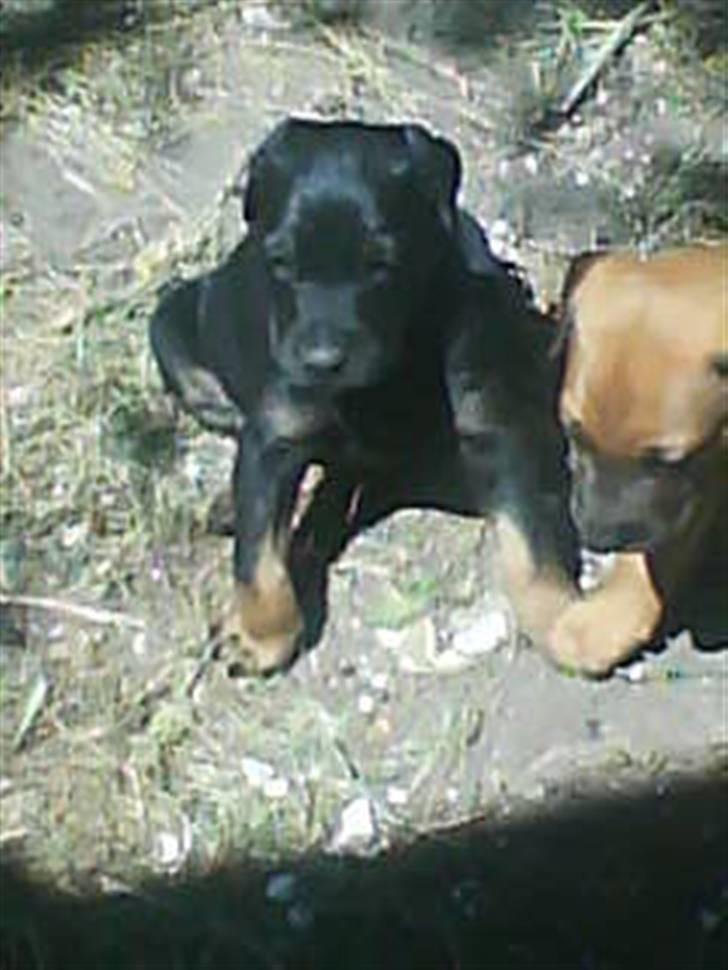 Blanding af racer Balder billede 7