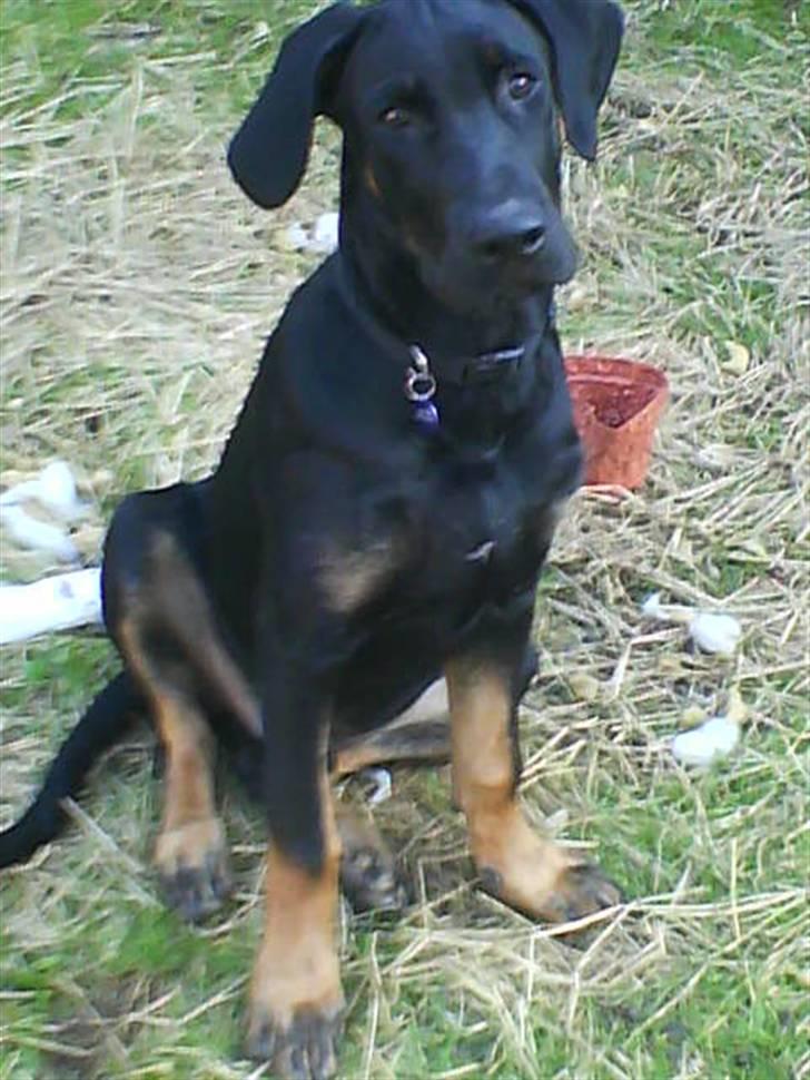 Blanding af racer Balder billede 8