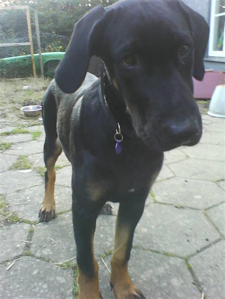 Blanding af racer Balder billede 9