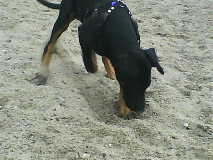 Blanding af racer Balder billede 10