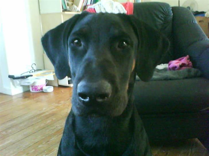 Blanding af racer Balder billede 11