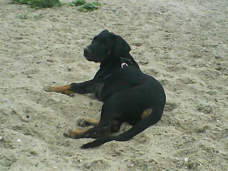 Blanding af racer Balder billede 12