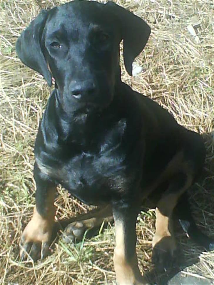 Blanding af racer Balder billede 13