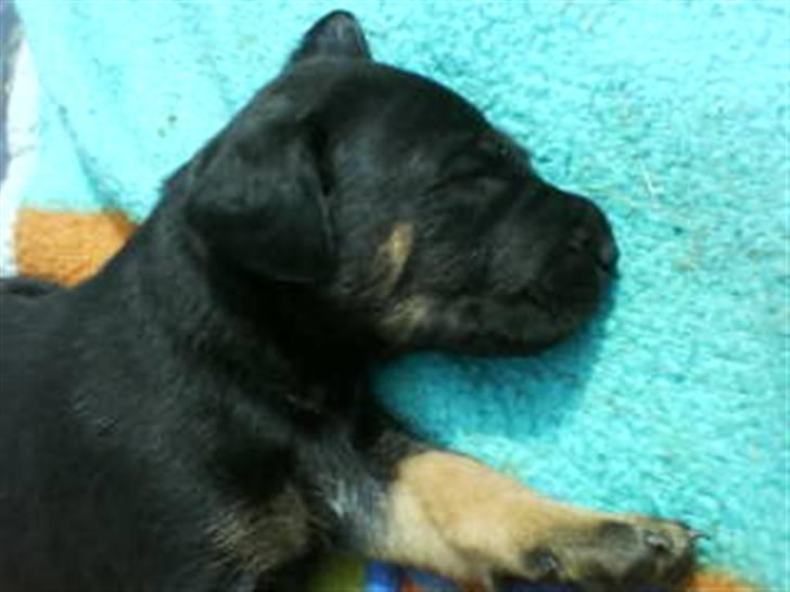 Blanding af racer Balder billede 14