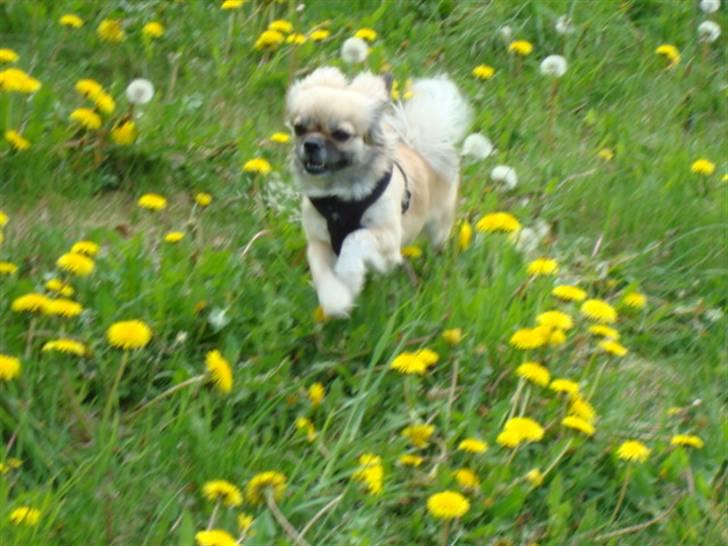 Tibetansk spaniel Kri Kris Everlasting Juno billede 1