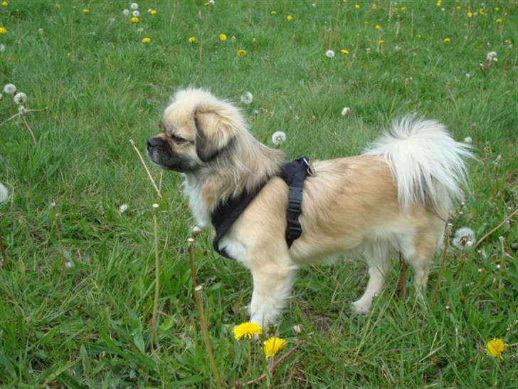 Tibetansk spaniel Kri Kris Everlasting Juno billede 2