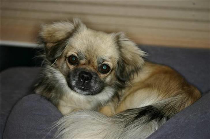 Tibetansk spaniel Kri Kris Everlasting Juno billede 4