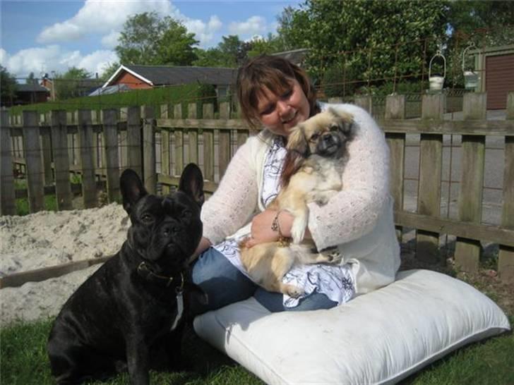 Tibetansk spaniel Kri Kris Everlasting Juno billede 5