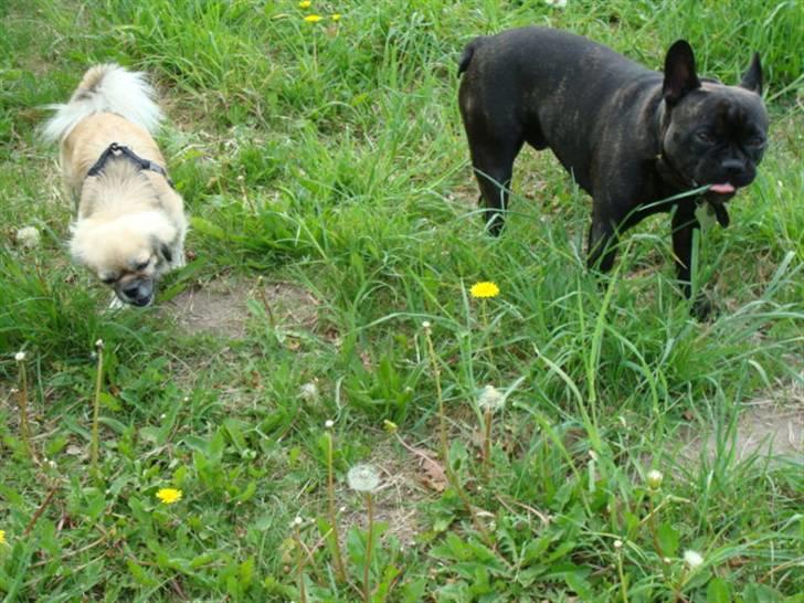 Tibetansk spaniel Kri Kris Everlasting Juno billede 6