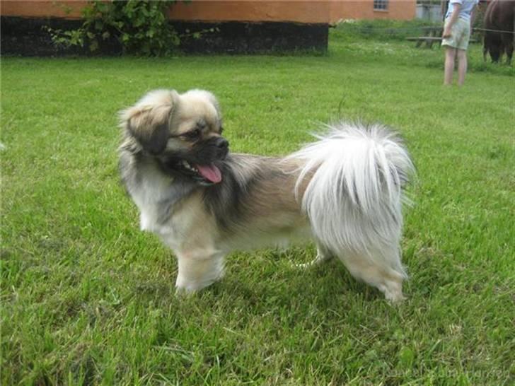 Tibetansk spaniel Kri Kris Everlasting Juno billede 7