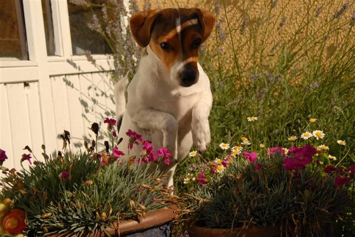 Dansk svensk gaardhund Jensenklanens Frey - Det var lettere&sjovere at springe over ;D Foto: Mig! MÅ IKKE KOPIRES! billede 12