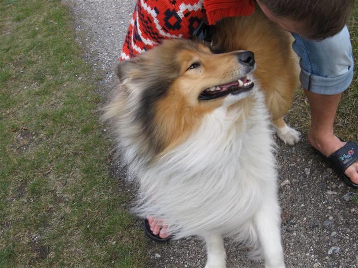 Collie langhåret Beyond Imagination - Mio - Mio min Mio <3 <3 billede 1