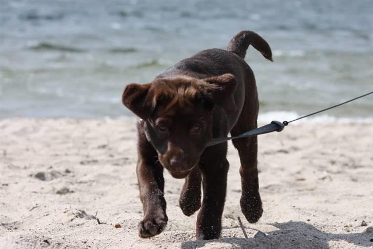 Labrador retriever Paris billede 7