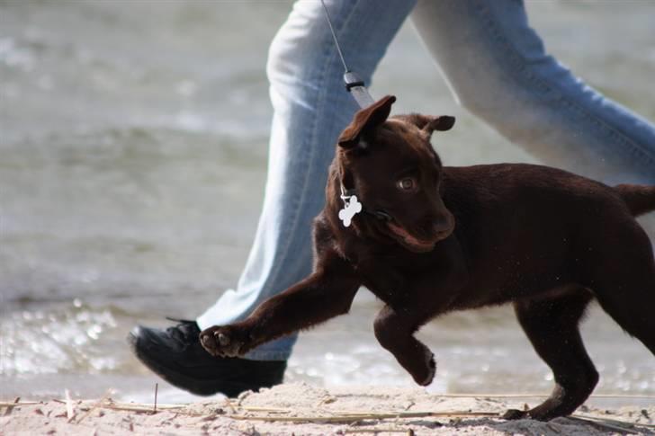 Labrador retriever Paris billede 8
