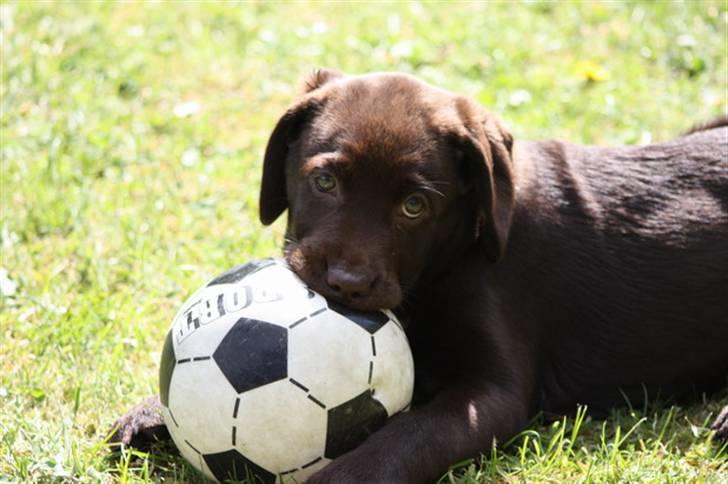 Labrador retriever Paris billede 9