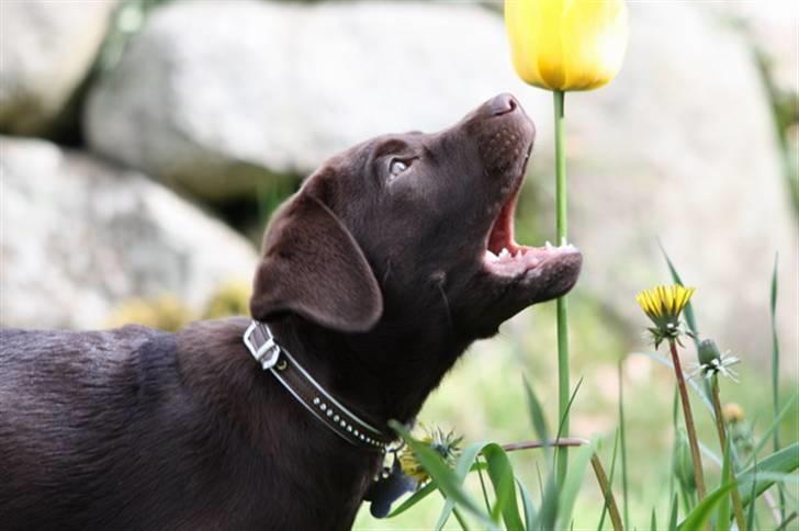 Labrador retriever Paris billede 10