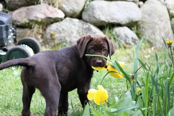 Labrador retriever Paris billede 11