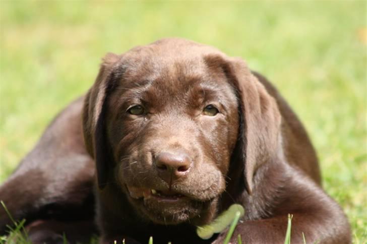 Labrador retriever Paris billede 12