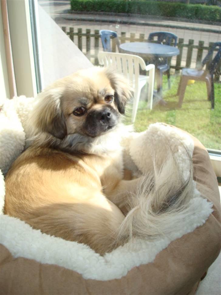Tibetansk spaniel Kri Kris Everlasting Juno - Åhh Mommy jeg ellllssskkkeeerrr min solplads billede 8