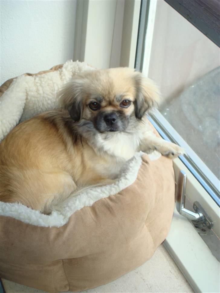 Tibetansk spaniel Kri Kris Everlasting Juno billede 9