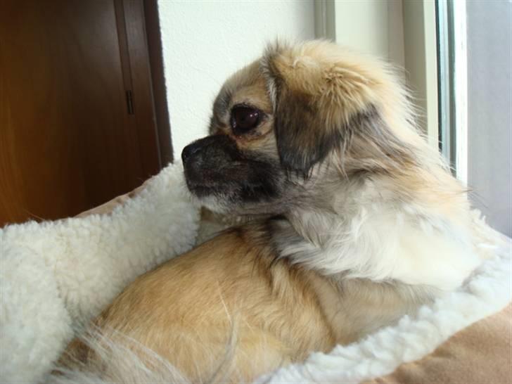 Tibetansk spaniel Kri Kris Everlasting Juno - Hvad laver but, nu altså billede 10