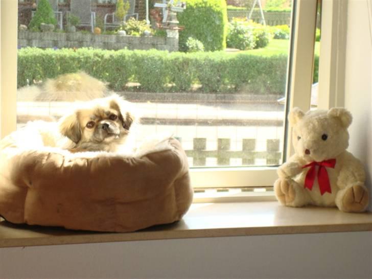 Tibetansk spaniel Kri Kris Everlasting Juno - Hun elsker vinduskarmen i soveværelset. hendes egen private udkigs post billede 11