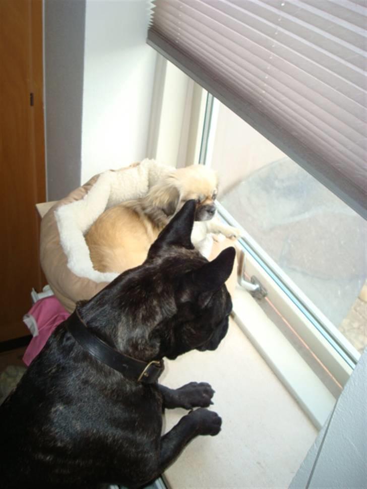 Tibetansk spaniel Kri Kris Everlasting Juno - ja hjælp med at holde øje sammen med mig billede 12