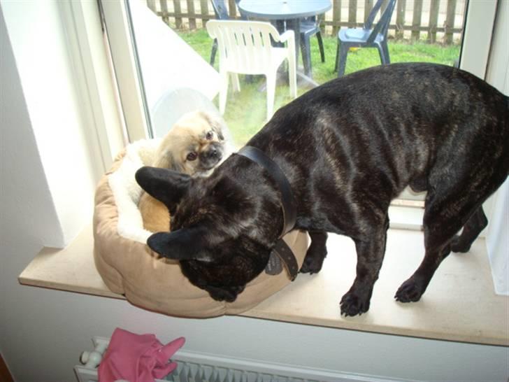 Tibetansk spaniel Kri Kris Everlasting Juno - NIX But.. min karm billede 13