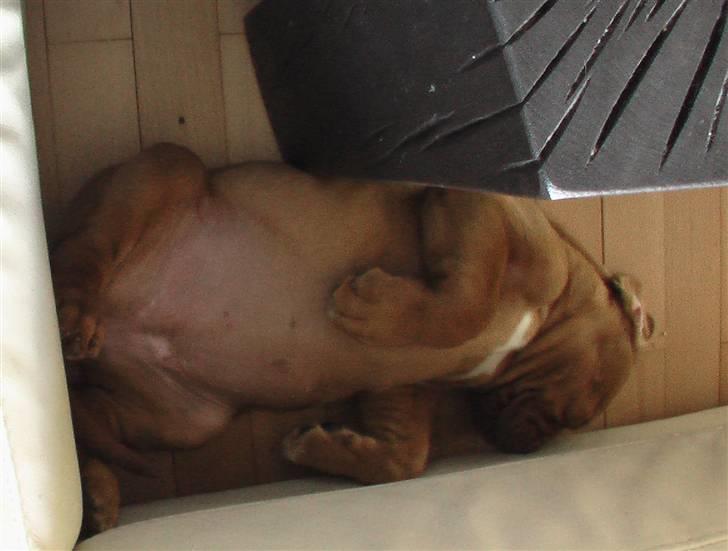 Dogue de bordeaux Viola- Batida Coco  - Tryghed mellem sofaen og bordbenet billede 6