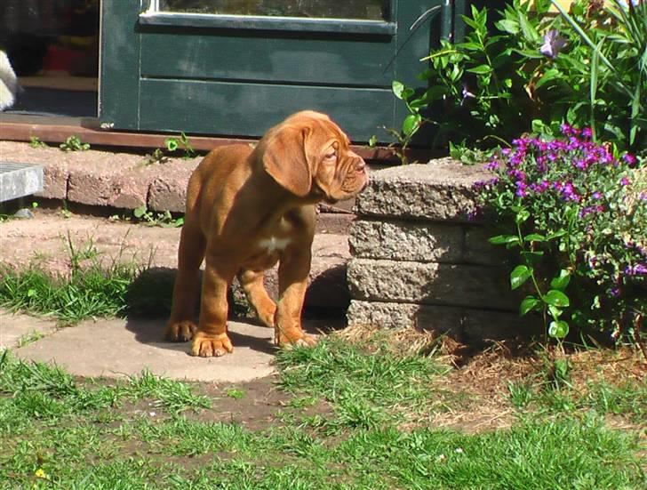 Dogue de bordeaux Viola- Batida Coco  - Sikke nogle smukke blomster billede 7