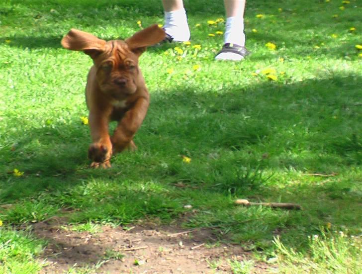 Dogue de bordeaux Viola- Batida Coco  - Tror snart jeg letter... billede 8