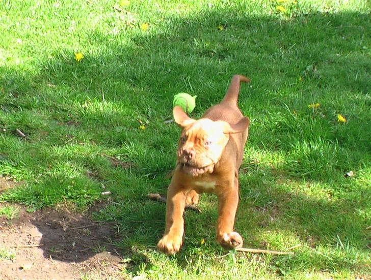 Dogue de bordeaux Viola- Batida Coco  - breeeeeeeeeeeeeeeeems billede 9