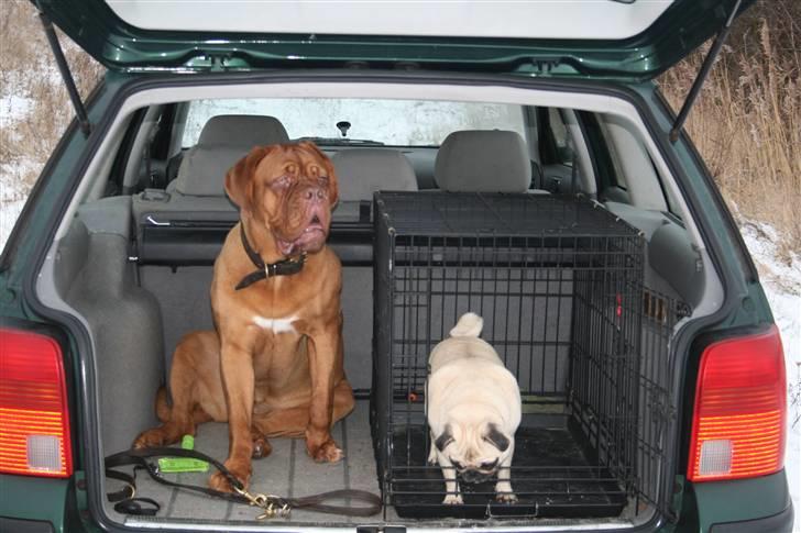 Dogue de bordeaux Viola- Batida Coco  - NYT!! Skal vi hjem nu? billede 10