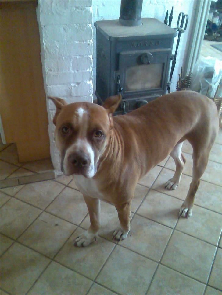 Blanding af racer Lundte billede 9