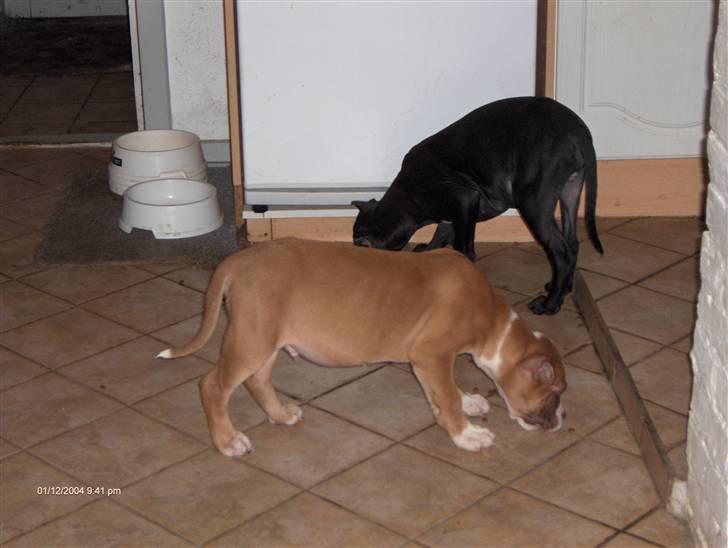 Blanding af racer Lundte - Tykke billede 16