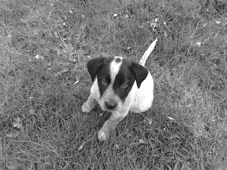 Blanding af racer Mille - Mille i haven. billede 1