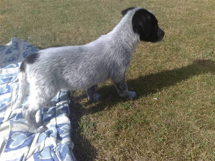 Blanding af racer Mille - mille klar til at lege på græsplænen billede 2