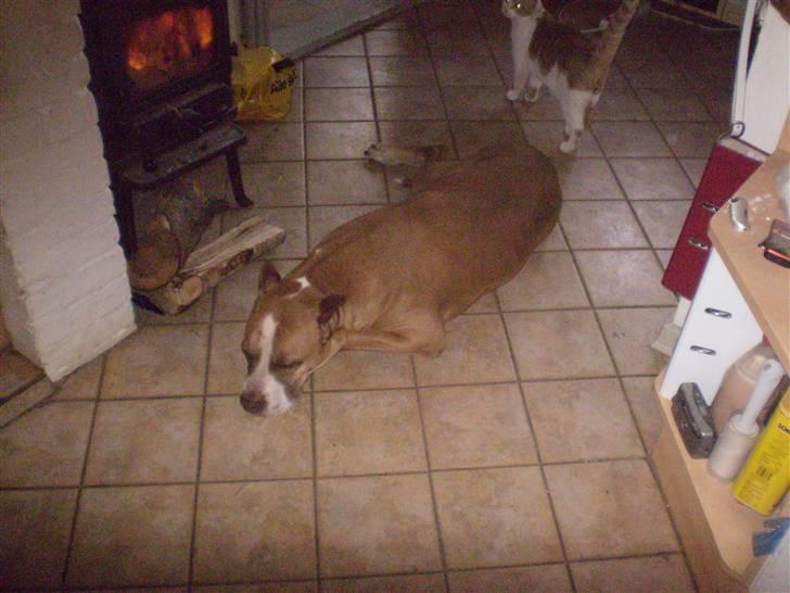 Blanding af racer Lundte billede 8