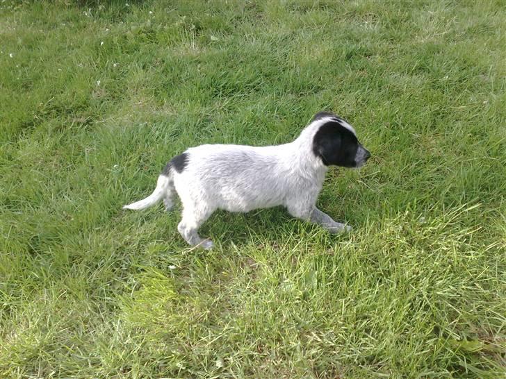 Blanding af racer Mille - mille udforsker sine omgivelser billede 3