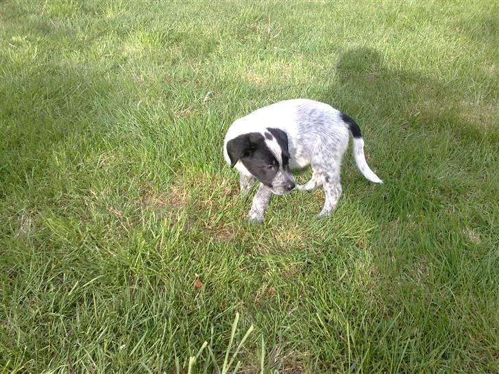 Blanding af racer Mille billede 4