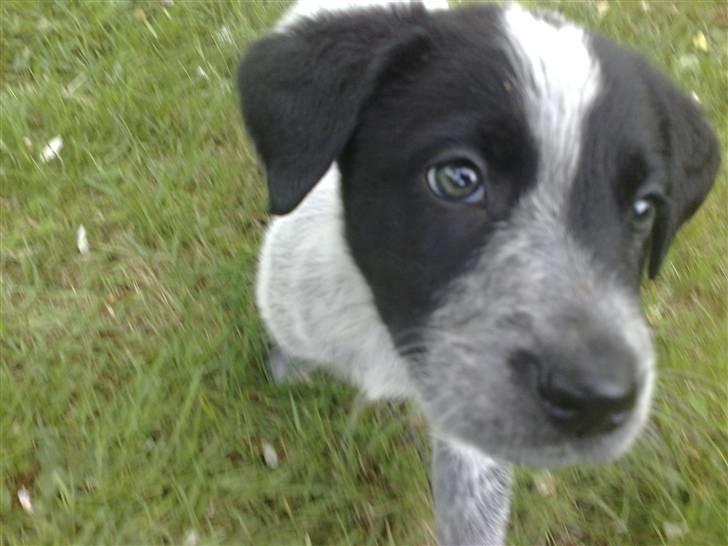 Blanding af racer Mille - mille tæt på,  og meget nysgerrie billede 5