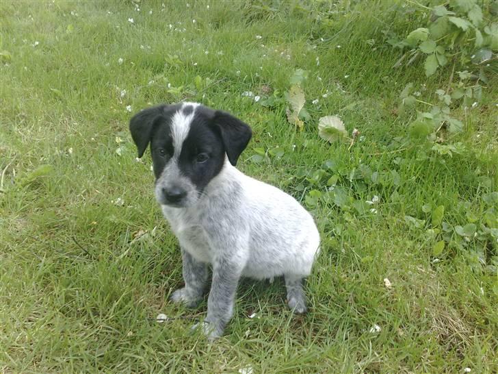 Blanding af racer Mille - mille sidder og kigger  billede 6