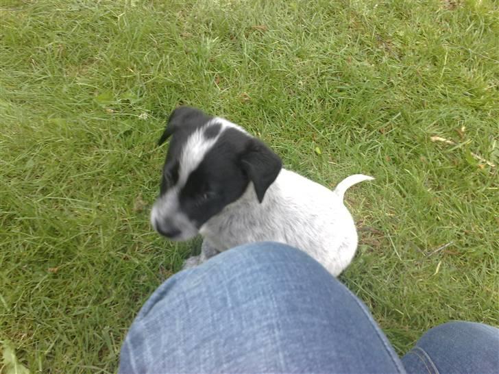 Blanding af racer Mille billede 7