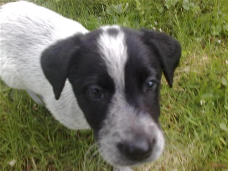 Blanding af racer Mille - mille ville have taget billede og kom meget tæt på :-) billede 8