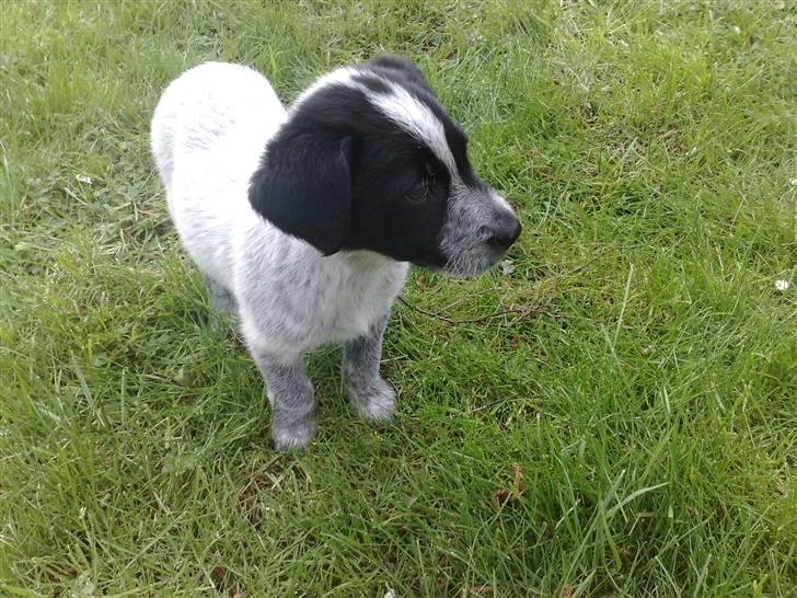 Blanding af racer Mille - mille nyder det gode vejr billede 9