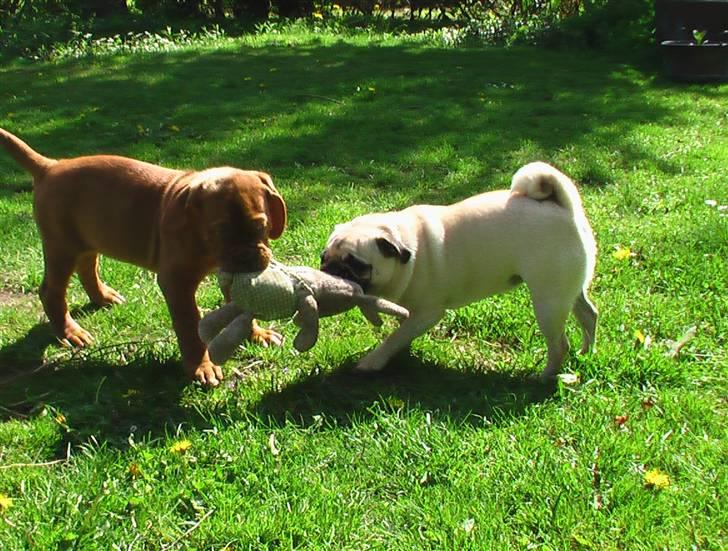 Dogue de bordeaux Viola- Batida Coco  - Elsker at lege med Yvonne billede 11
