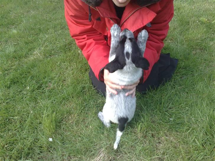 Blanding af racer Mille - mille hygger med sin mor billede 10