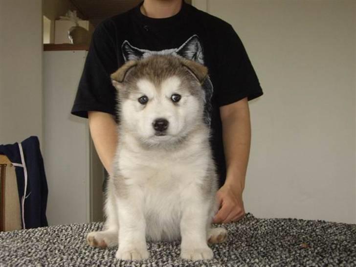 Alaskan malamute Wolfine billede 2