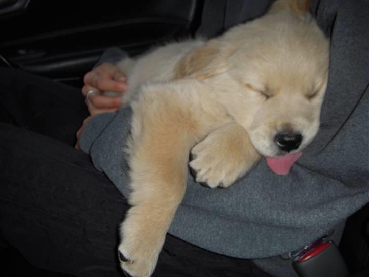 Golden retriever Joey - Joey da vi hentede ham billede 7